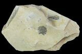 Ordovician Graptolite (Dictyonema) - Fillmore Formation, Utah #95479-1